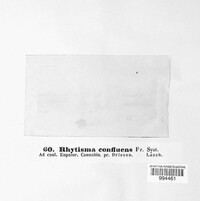 Rhytisma confluens image